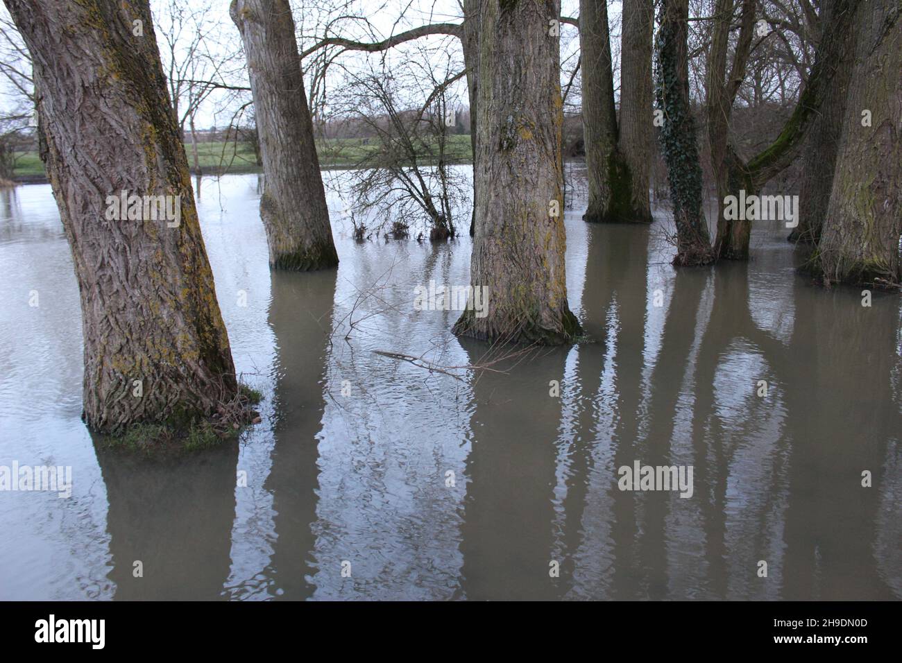 An overflowing River Thames floods tall deciduous trees in Port Meadow in winter (Oxford, England) Stock Photo