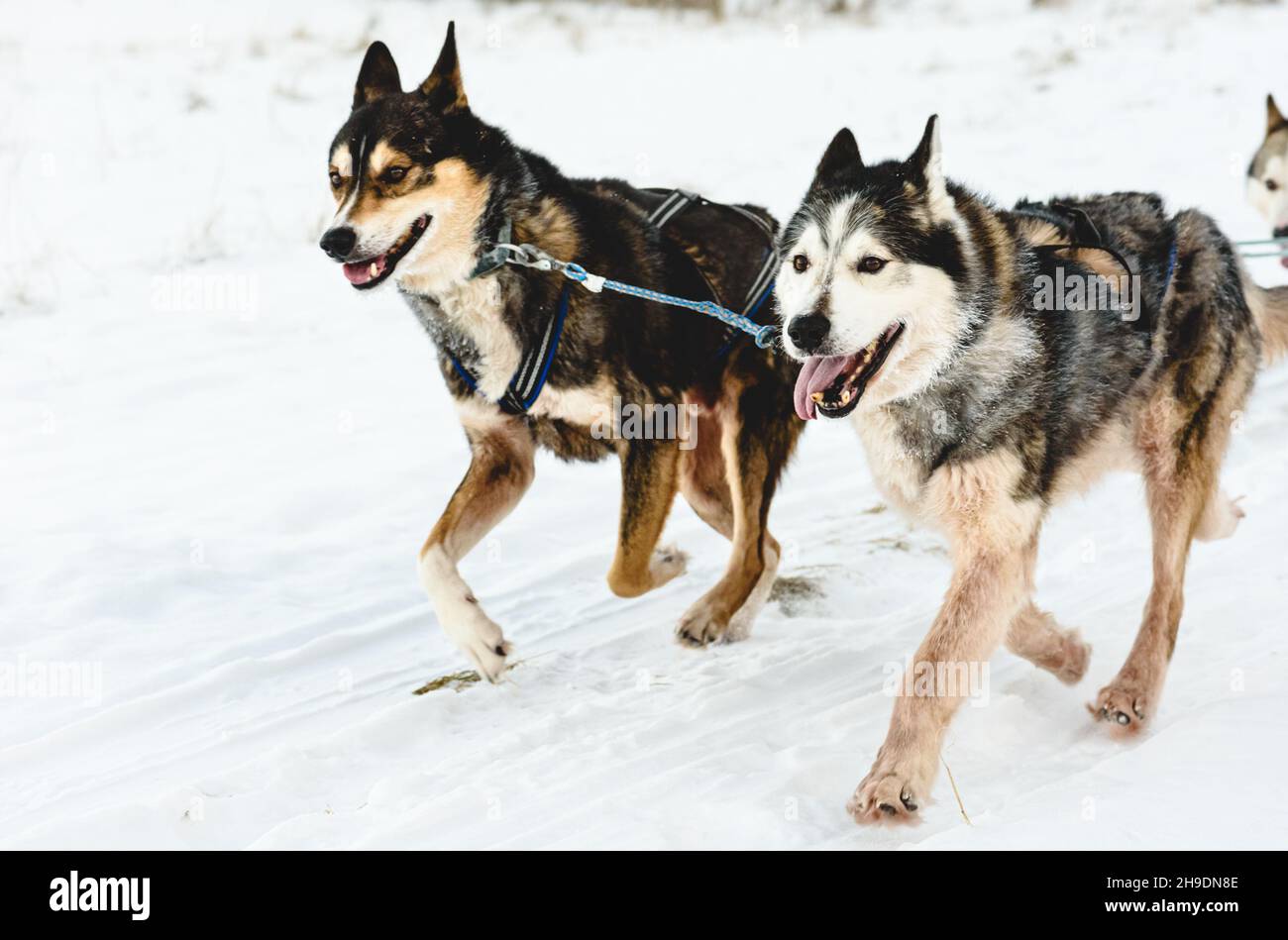 Leader of pack sled Husky dogs happy to run by snow path Stock Photo