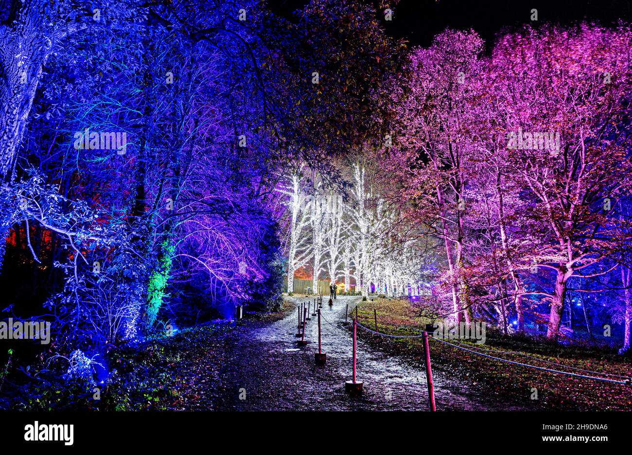 An Avenue of Lit Trees at Kenwood Christmas Show Hampstead London UK
