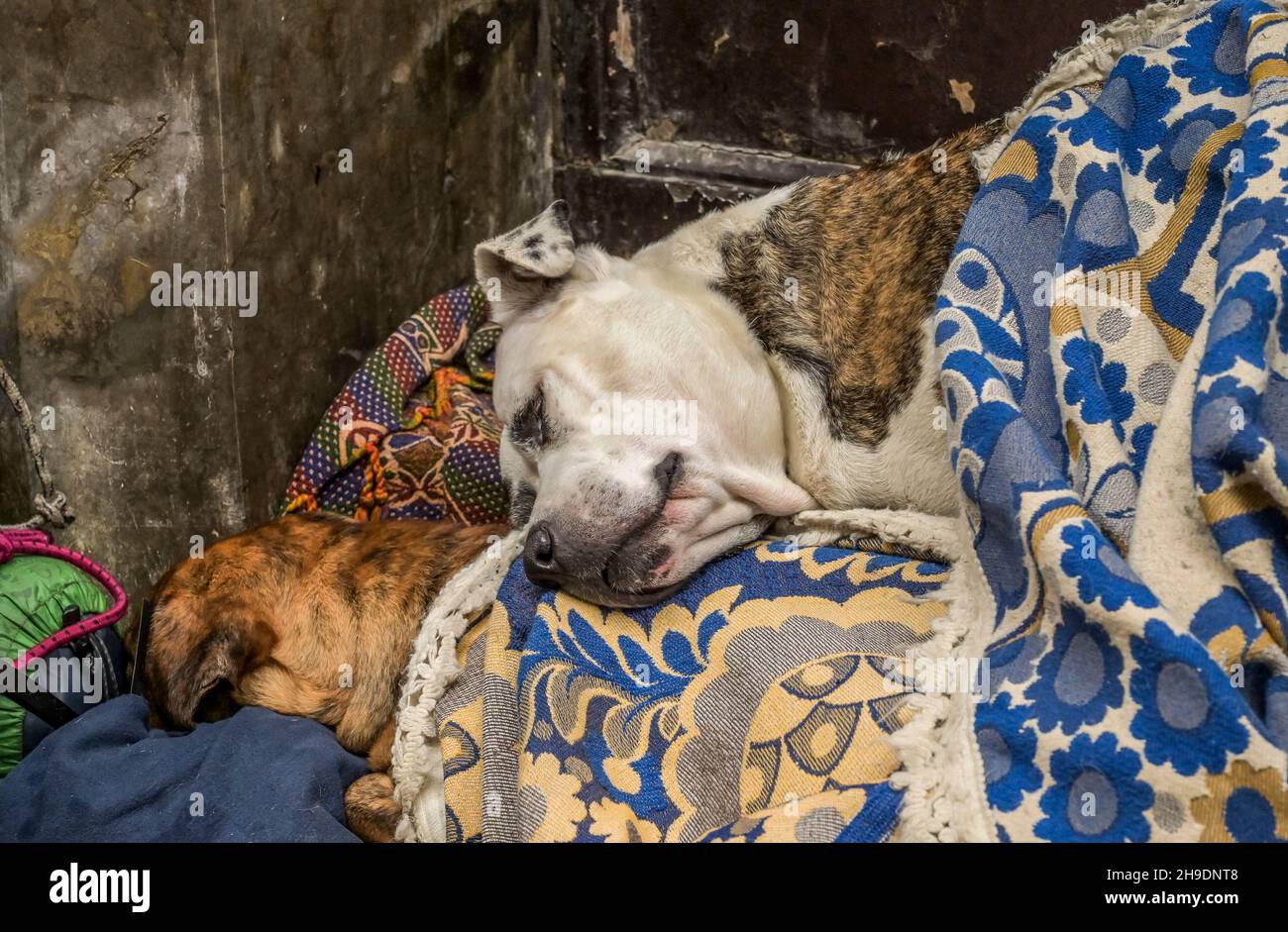 Schlafende Hunde eines Obdachlosen, Palermo, Sizilien, Italien Photo -