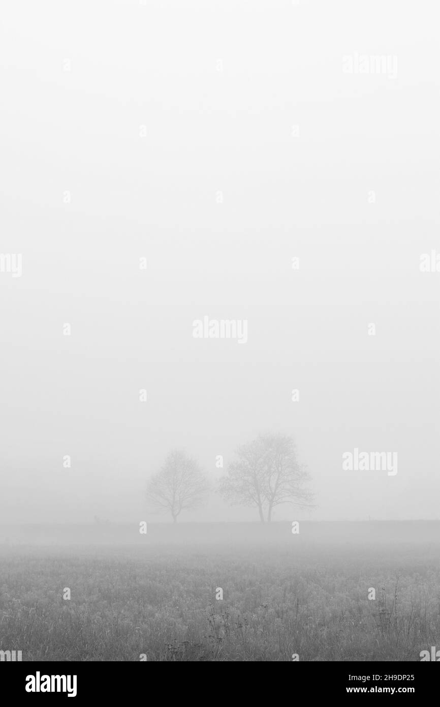 Two trees on field enfolded in morning fog in autumn Stock Photo - Alamy