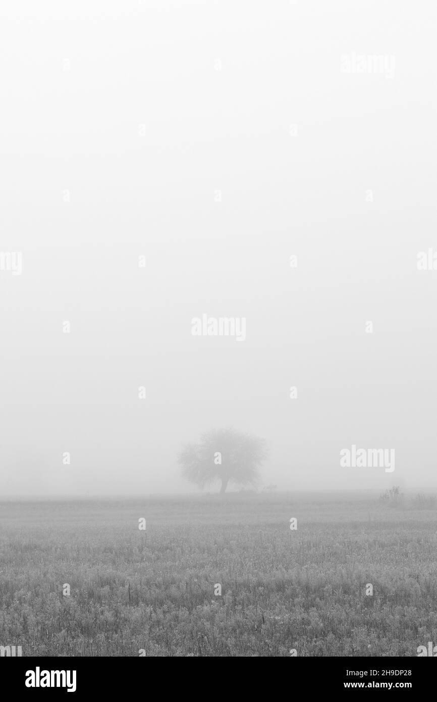 Lonely single tree on field enfolded in morning fog in autumn Stock Photo