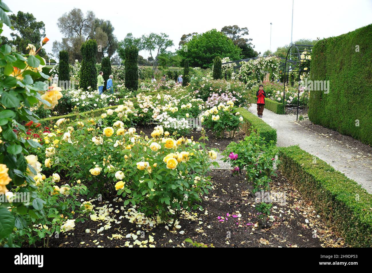 People visiting beautiful landscape of roses in Trevor Griffiths Public Rose Garden in Timaru, New Zealand on Nov 28, 2010 Stock Photo