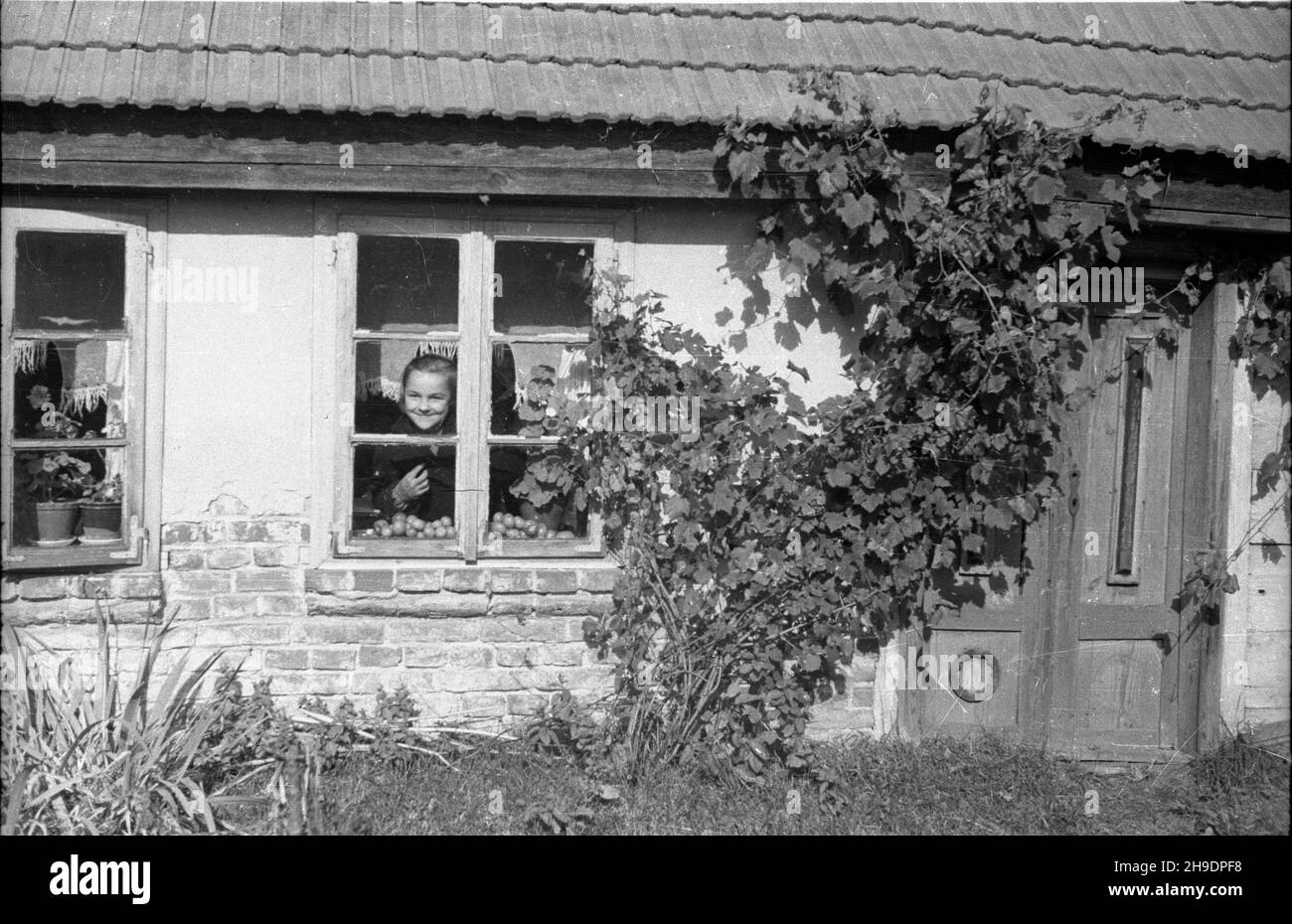 Lisków, 1947-10. Dziewczynka wygl¹da przez okno wiejskiego domu. wb/gr  PAP    Dok³adny dzieñ wydarzenia nieustalony.      Liskow, Oct. 1947. A girl looking through the window of a village house.  wb/gr  PAP Stock Photo