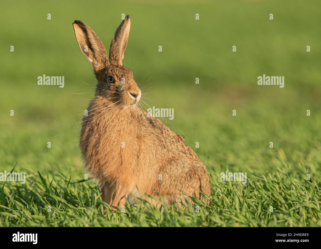 A  Brown Hare highlighted by the evening sun , sitting in the farmers wheat field . Suffolk, UK . Stock Photo