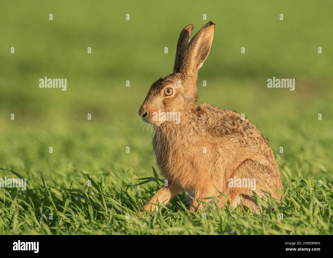A wild Brown Hare highlighted by the evening sun , sitting in the farmers wheat field . Suffolk, UK . Stock Photo