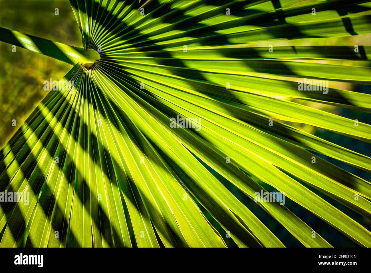 A wide palm leaf and shadows on it Stock Photo