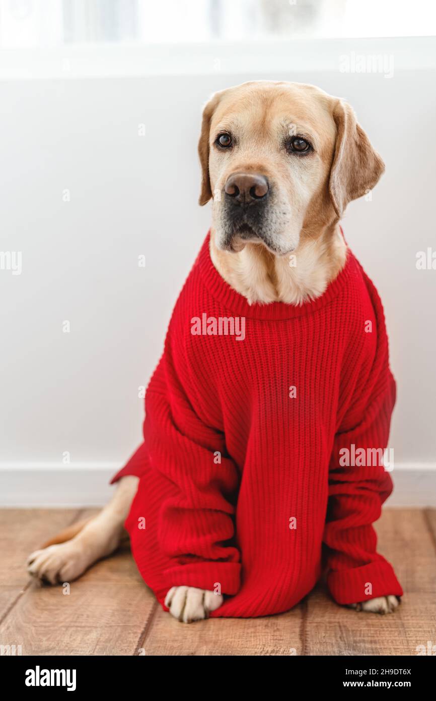 Labrador 2024 retriever sweater