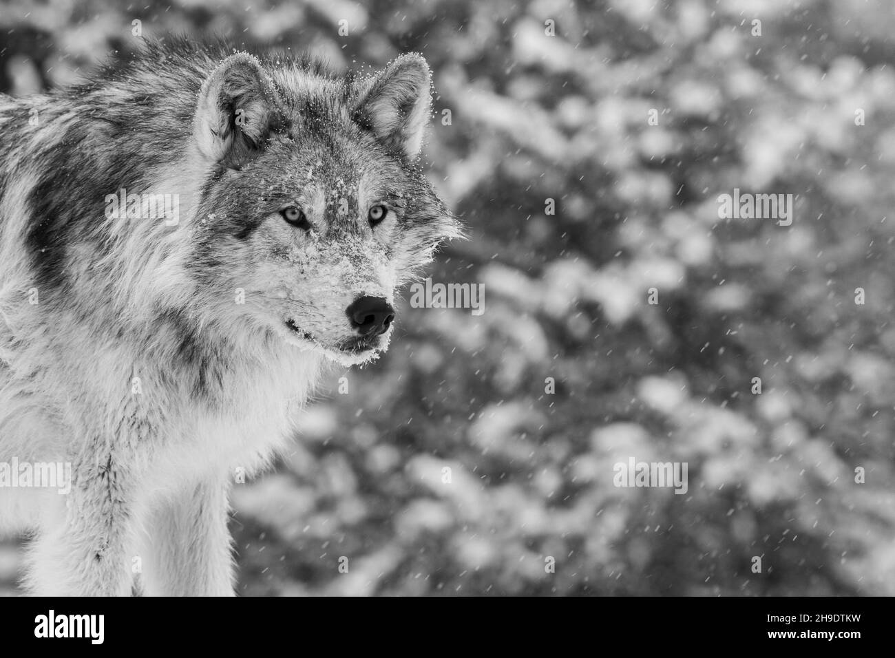 Black wolf yellowstone Black and White Stock Photos & Images - Alamy