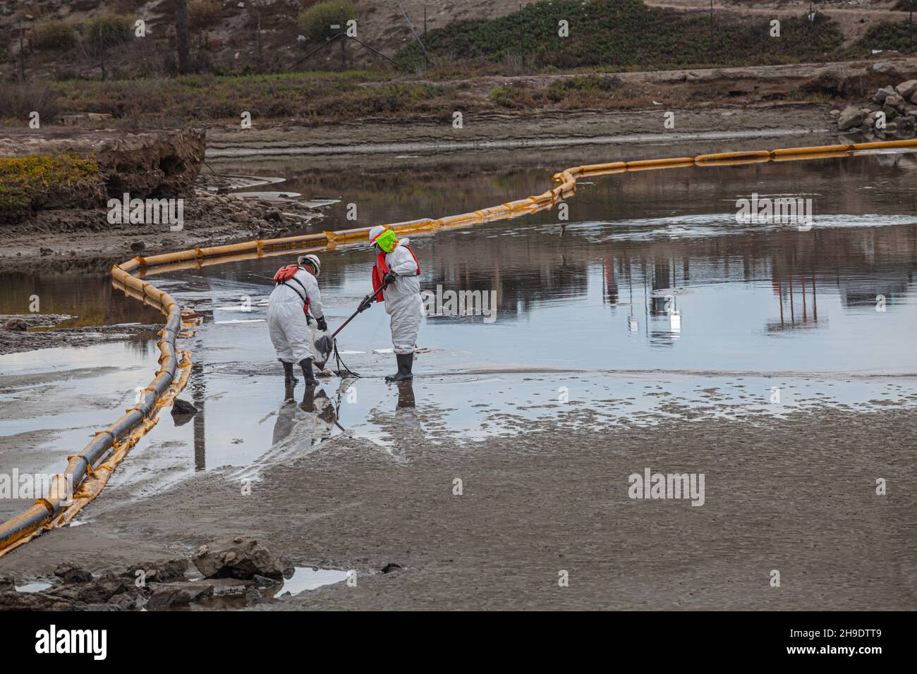 A cleanup crew mops up oil in the Talbert Marsh, home to many birds and wildlife. An estimated 127,000 gallons of crude oil leaked from an oil derrick Stock Photo