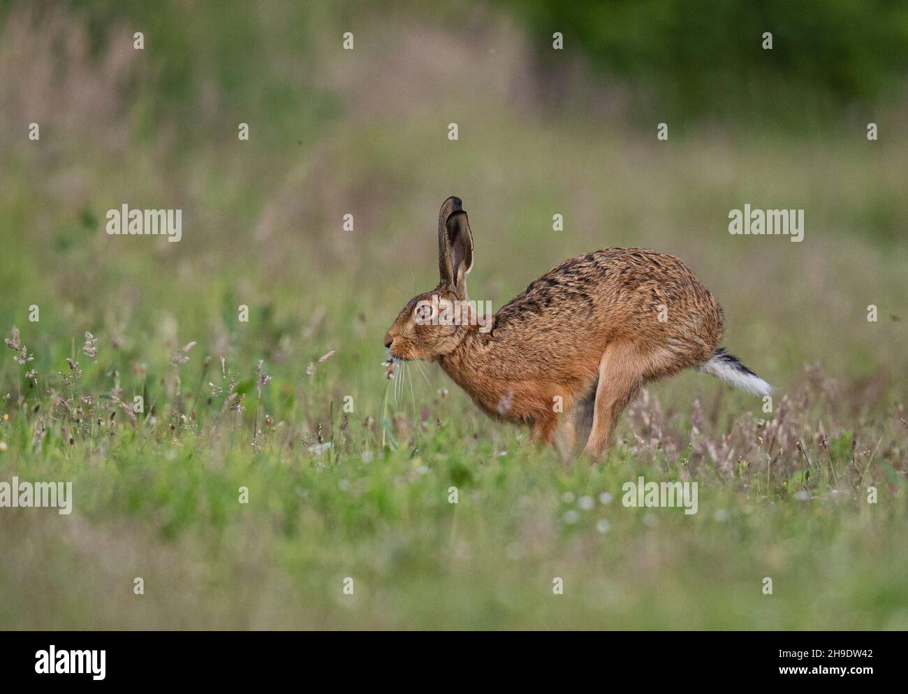A Brown Hare on the move through a grassy meadow - Side on Suffolk , UK Stock Photo