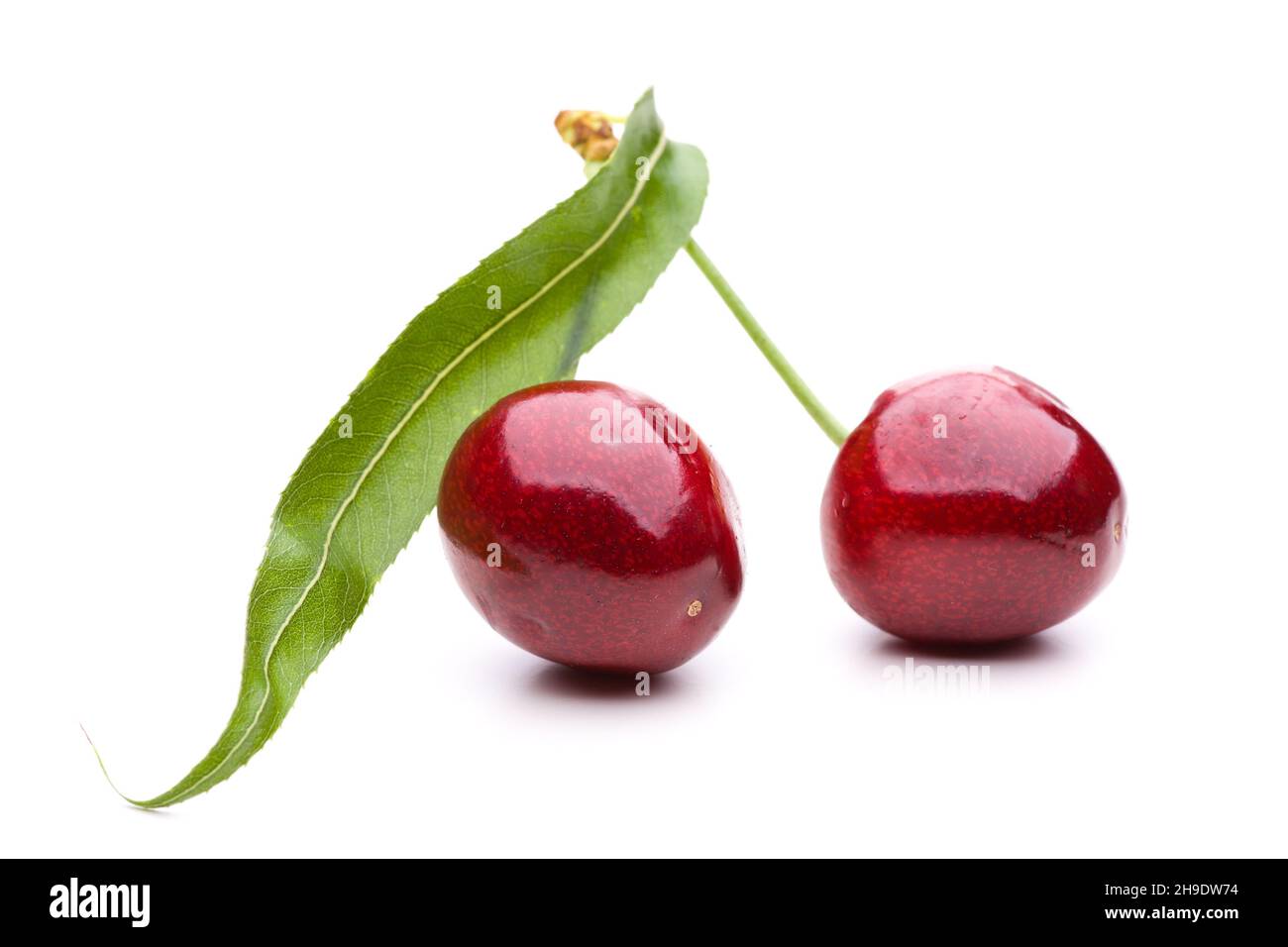 Cherry, cherries, whole, two, leaf, fruit, white, red, background, fresh, delicious, pure, round, white, shine, stone fruits, fruit, couple, sweet, fo Stock Photo