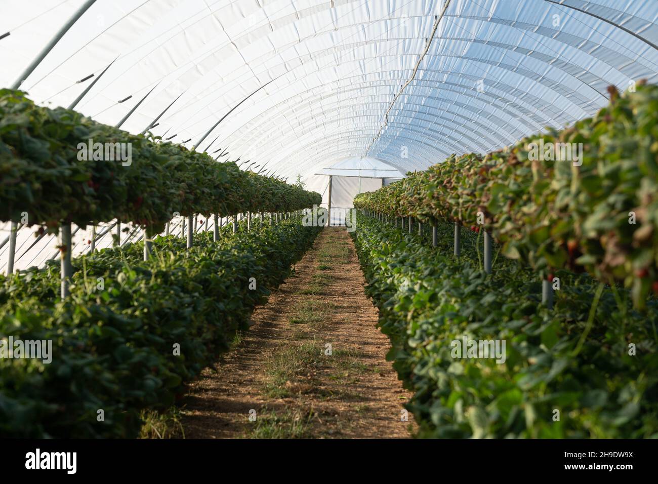 Growing strawberries in tunnel greenhouses, New Zealand Stock Photo Alamy