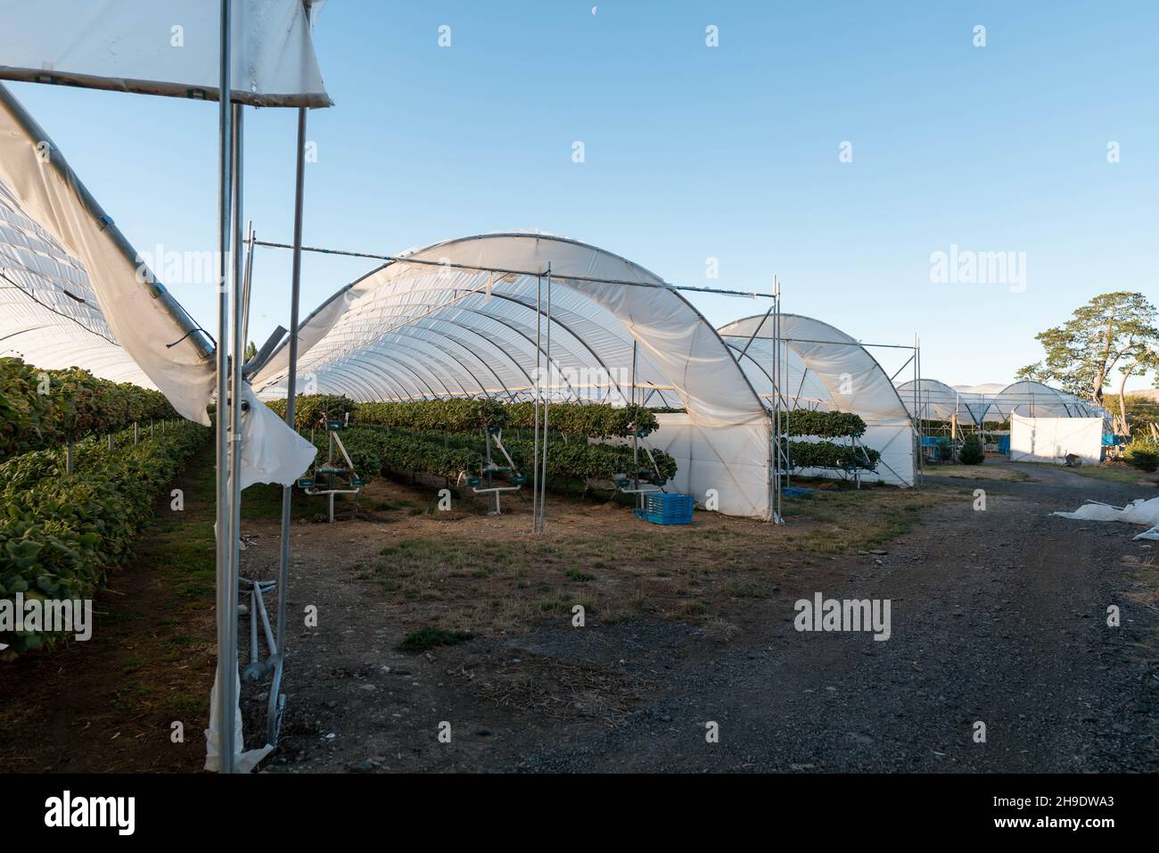 Growing strawberries in tunnel greenhouses, New Zealand Stock Photo Alamy