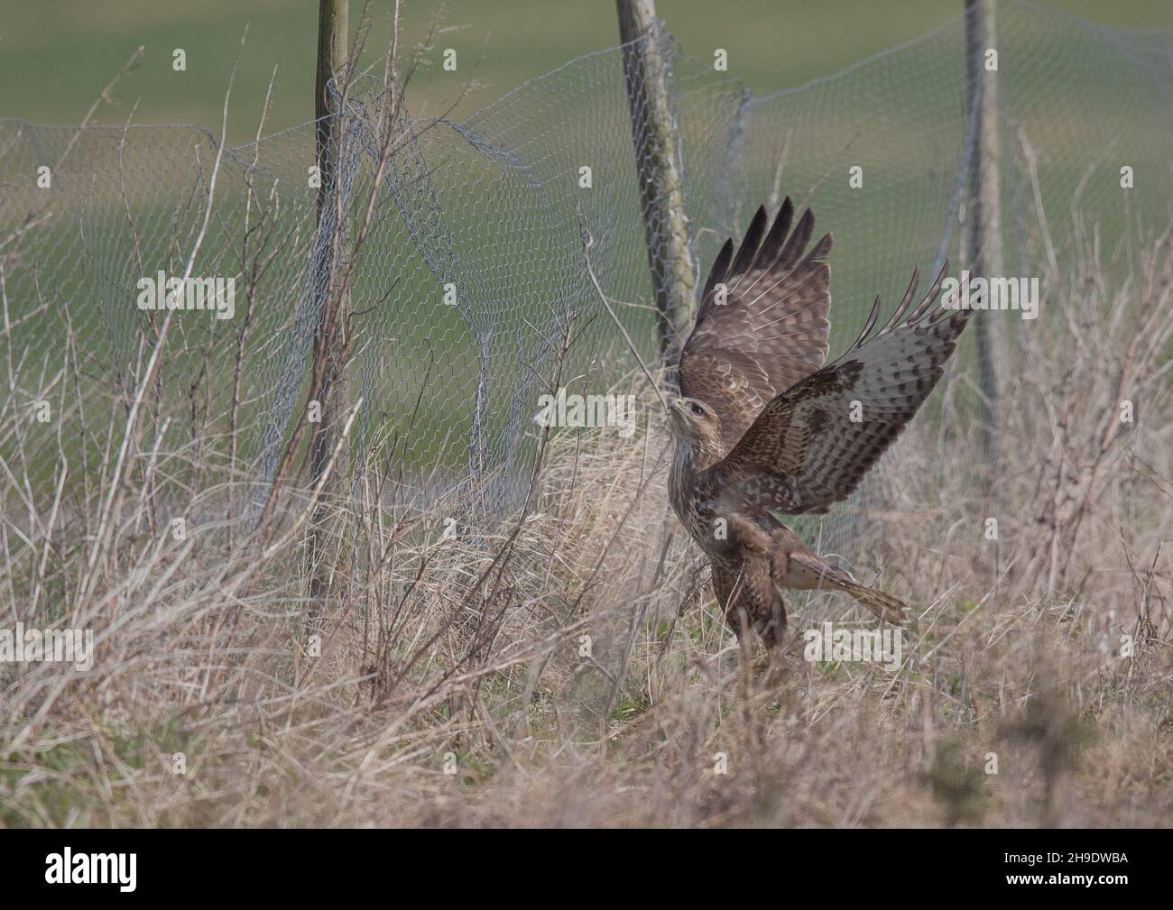 A Common Buzzard , wings outstretched ,  returning to it's post after hunting in the long grass . Suffolk .UK Stock Photo