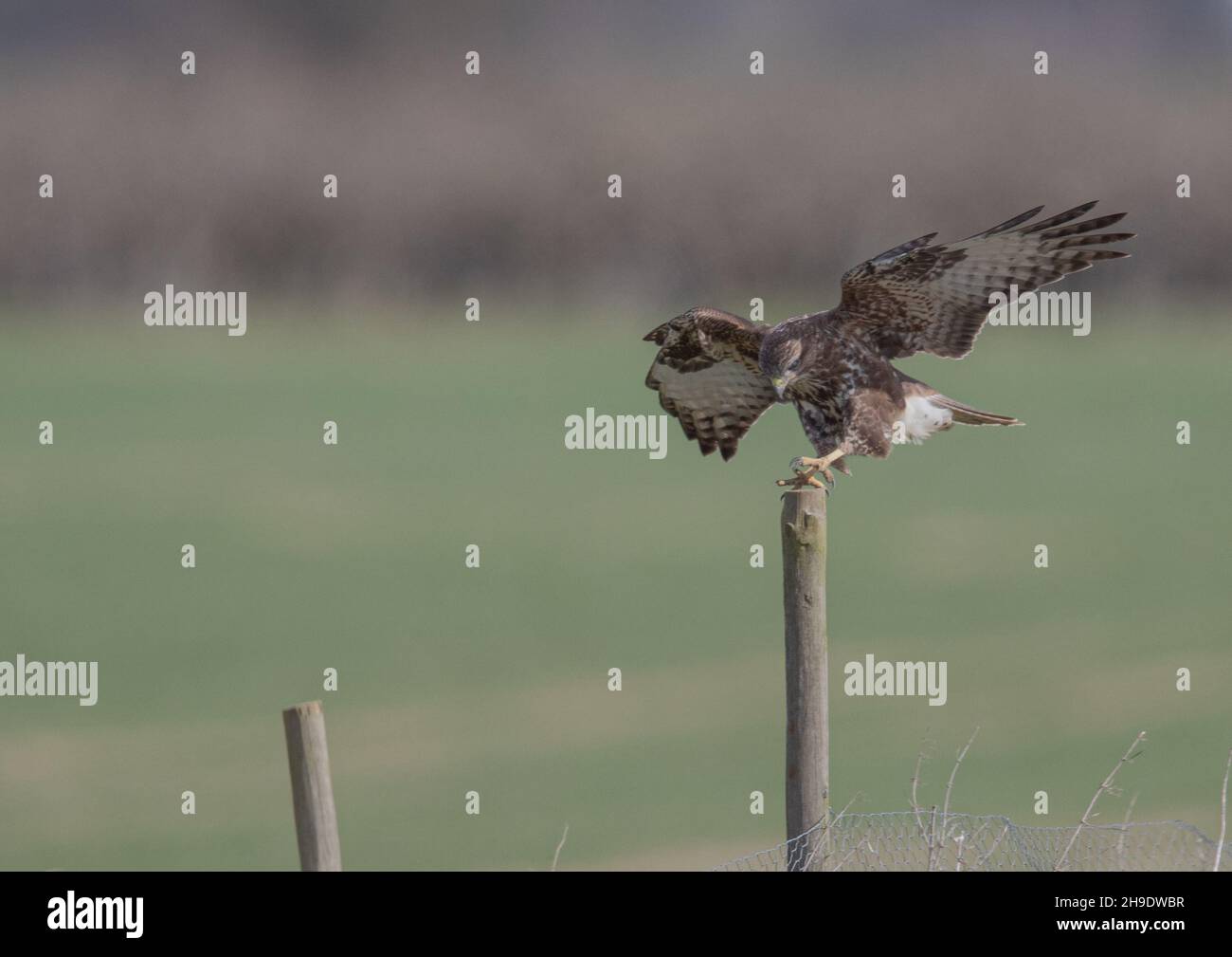 A Common Buzzard ( Buteo buteo ) just landing on it's hunting post on a farm fence. Suffolk, UK Stock Photo
