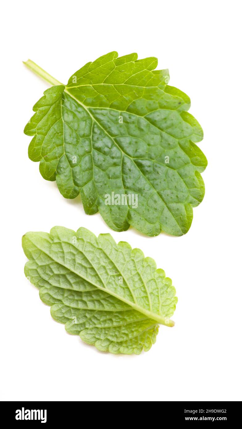 melissa, leaf, lemon balm leaves, detail, macro, close, details, individually front, back, exactly, green, growing plant, bio, biological, harvest, re Stock Photo