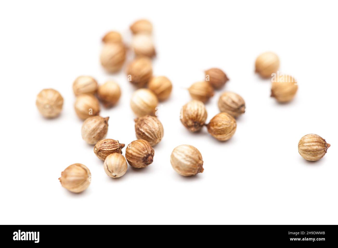 coriander, many grains, single, spice, some, close, white, magnification, sharpness course, dry, background, detail, light brown, flavor, close-up, sp Stock Photo