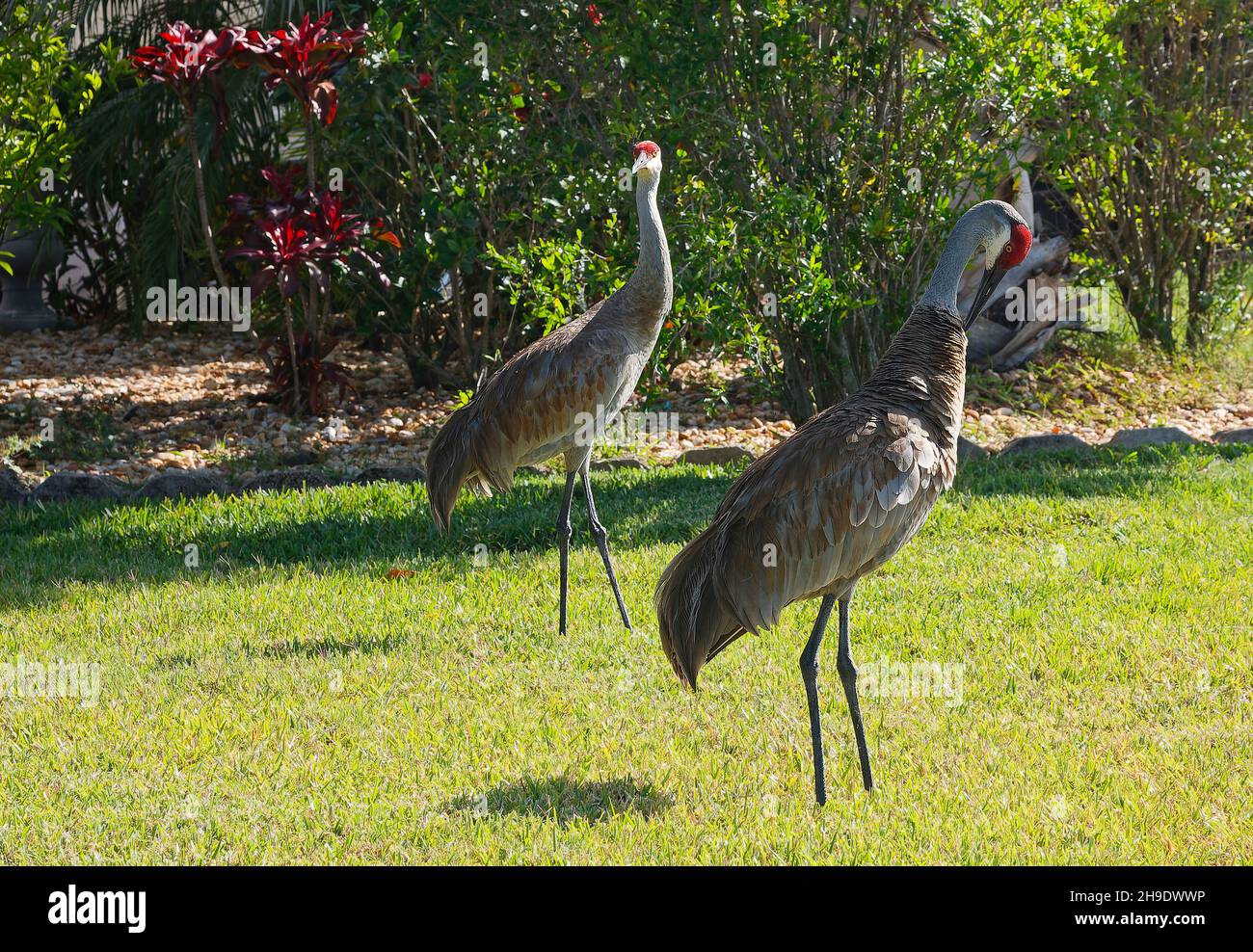 Sandhill cranes couple, large birds, preening, red head, backyard