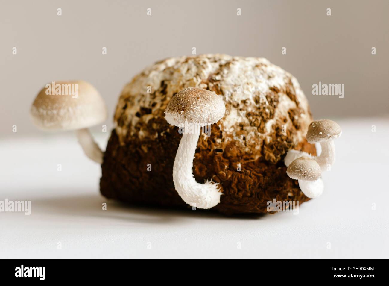 Shiitake Mushrooms on mycelium block. Traditional asian mushroom. Healthy organic medicinal food