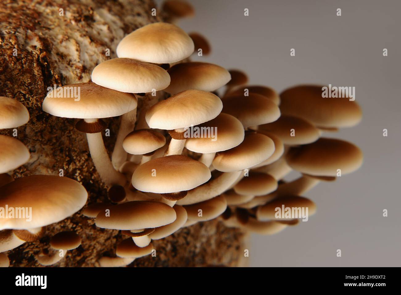 Honey mushrooms in mushrooms farm grow together in groups. Mushroom