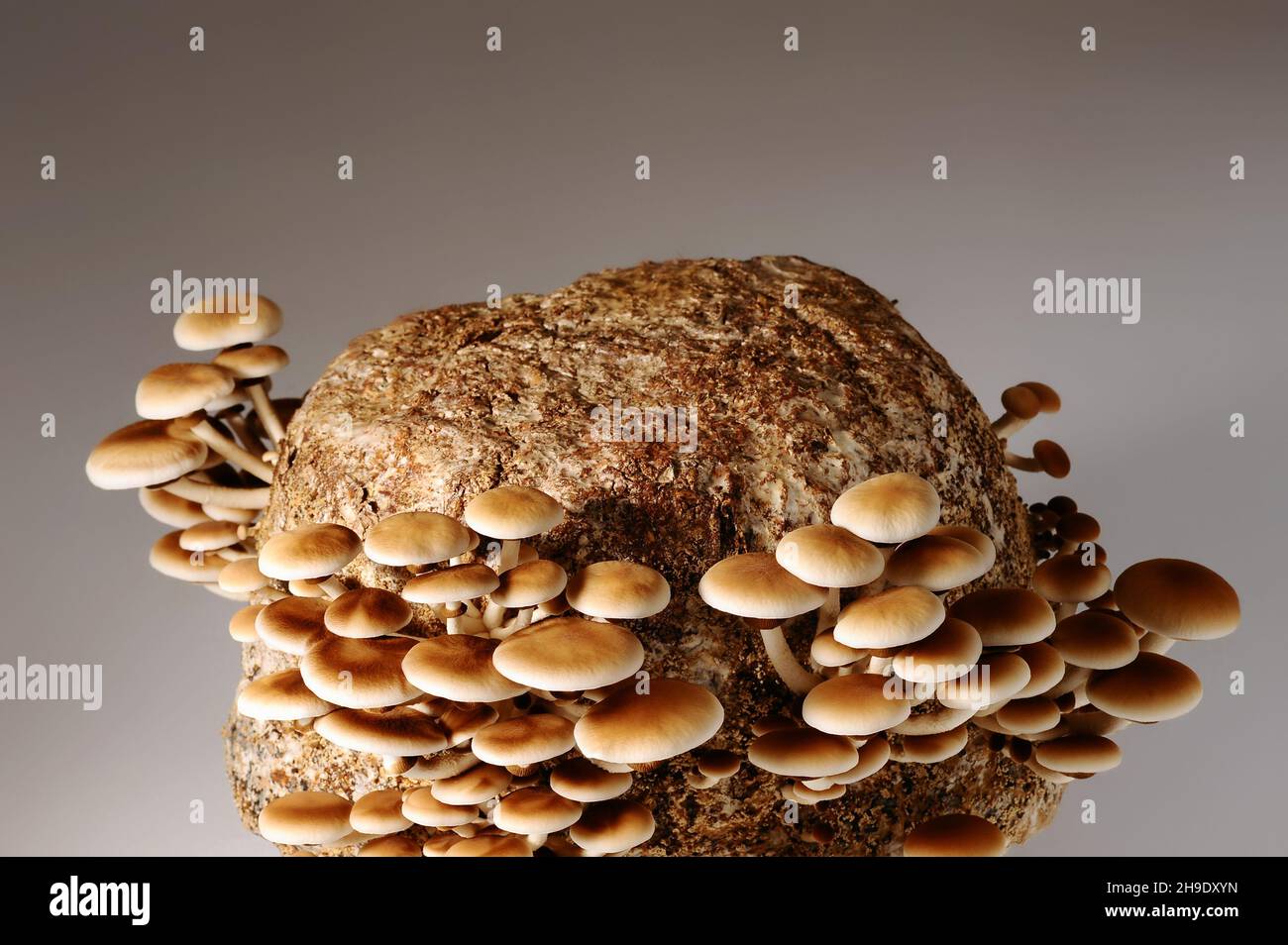 Honey mushrooms in mushrooms farm grow together in groups. Mushroom