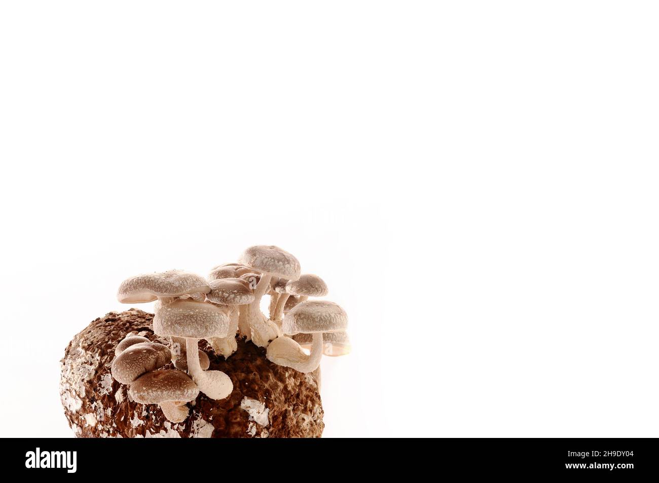 Shiitake Mushrooms on mycelium block. Traditional asian mushroom