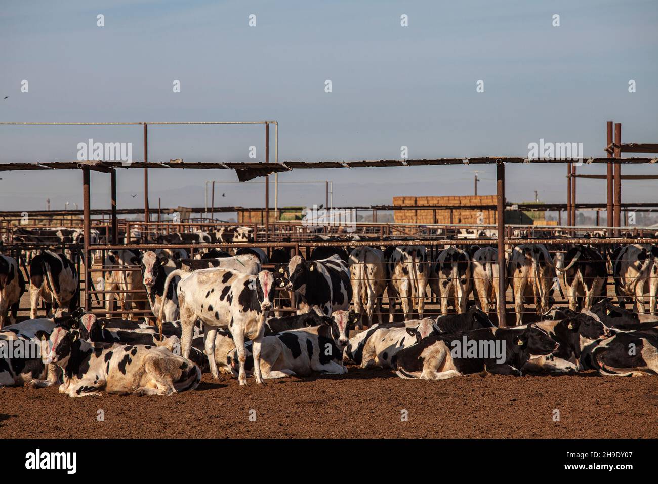Livestock outside of Bakersfield, Kern County, California, USA Stock Photo