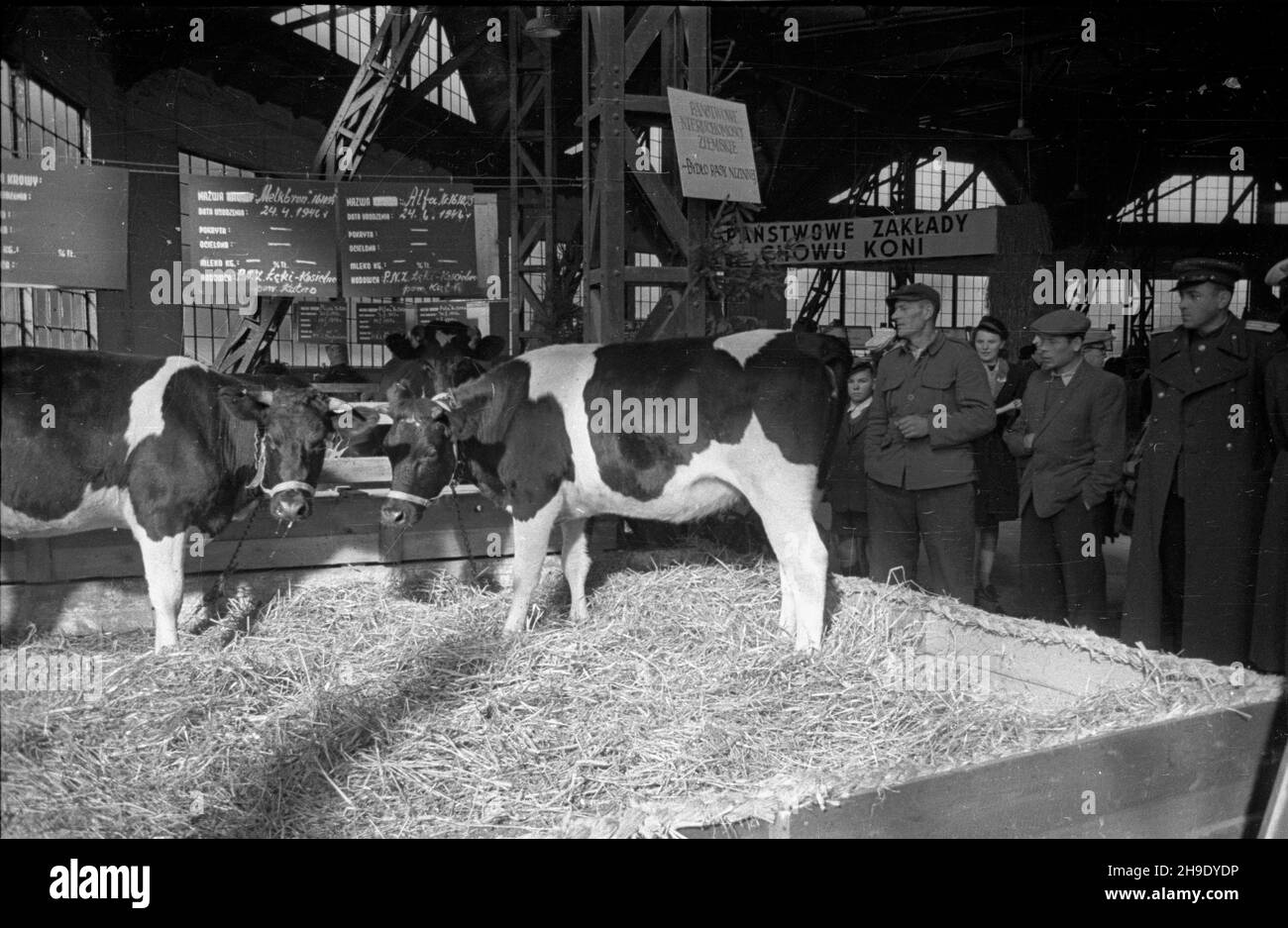 Poznañ, 1947-10. Ogólnokrajowa Wystawa Rolniczo-Ogrodnicza, w dniach 11-29 paŸdziernika, na terenie Miêdzynarodowych Targów Poznañskich. Nz. byd³o rasy nizinnej. mb/gr  PAP    Dok³adny dzieñ wydarzenia nieustalony.      Poznan, Oct. 1947. National Agricultural Exhibition held at the premises of Poznan International Fair on October 11 to 29. Pictured: farm animals - cows.   mb/gr  PAP Stock Photo