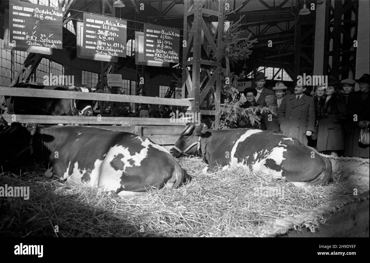 Poznañ, 1947-10. Ogólnokrajowa Wystawa Rolniczo-Ogrodnicza, w dniach 11-29 paŸdziernika, na terenie Miêdzynarodowych Targów Poznañskich. Nz. zwierzêta hodowlane - krowy. mb/gr  PAP    Dok³adny dzieñ wydarzenia nieustalony.      Poznan, Oct. 1947. National Agricultural Exhibition held at the premises of Poznan International Fair on October 11 to 29. Pictured: farm animals - cows.   mb/gr  PAP Stock Photo