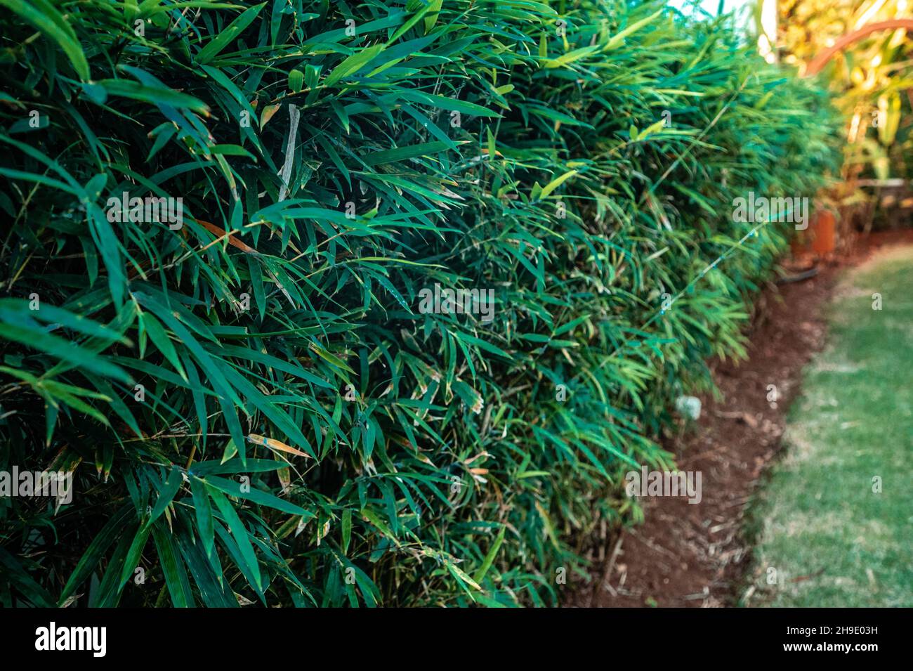 Young green bamboo fence in japan garden. Natural green wall from bamboo.  Tropical plants in outdoor. Perfect fresh decoration for garden design  Stock Photo - Alamy