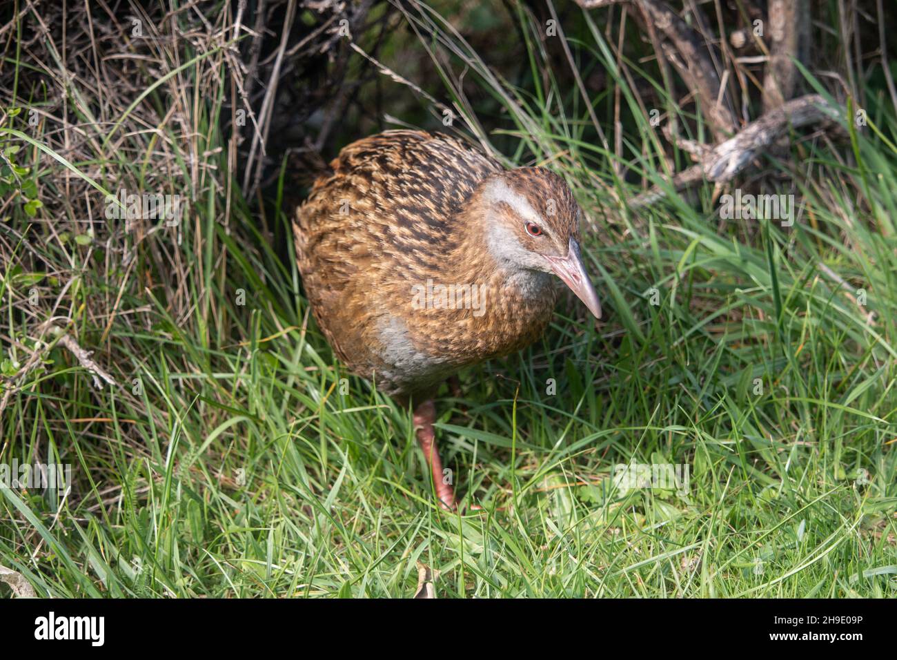 Kapiti island hires stock photography and images Alamy