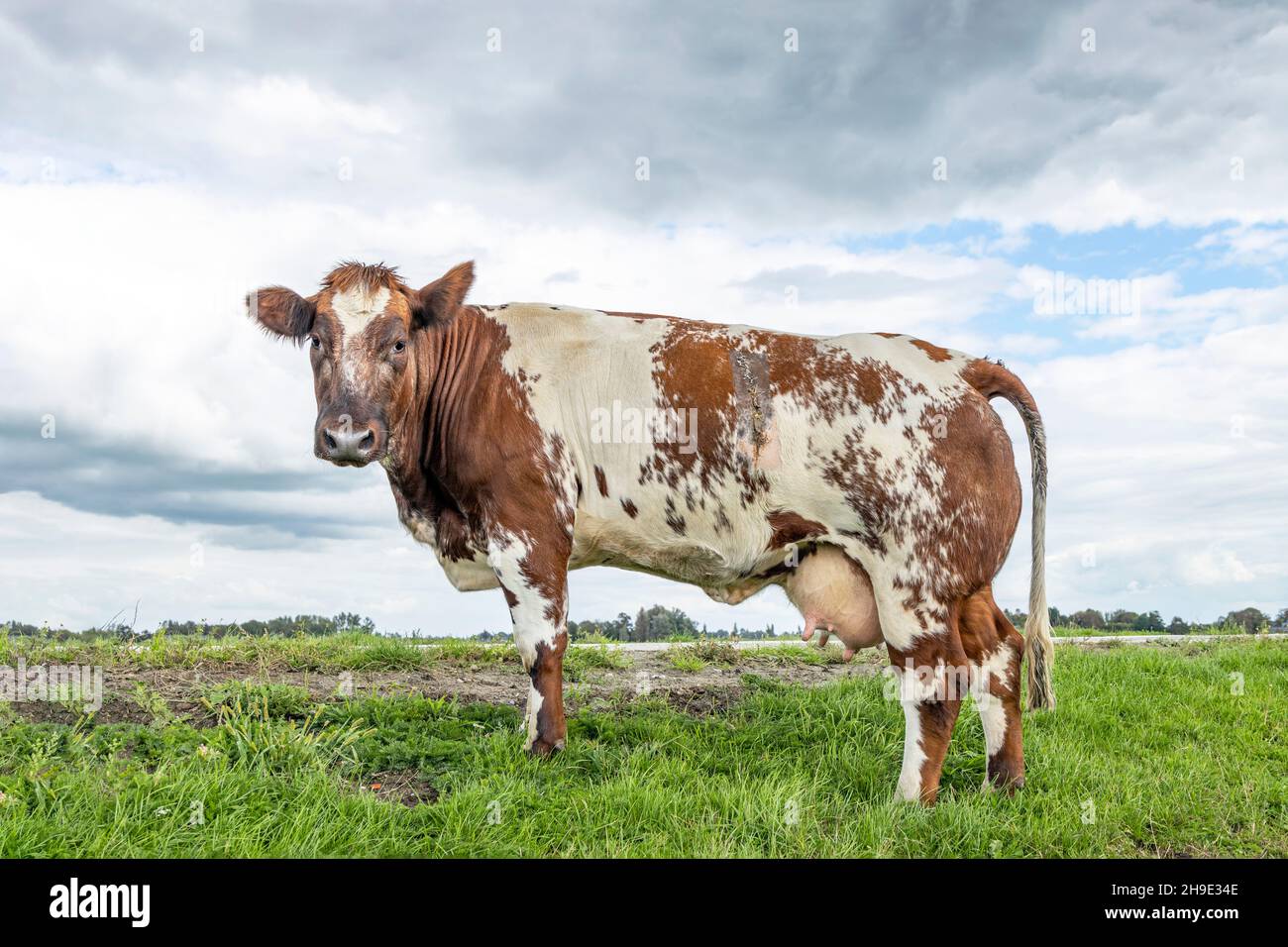Dual purpose cow in a field, standing on green grass in a pasture