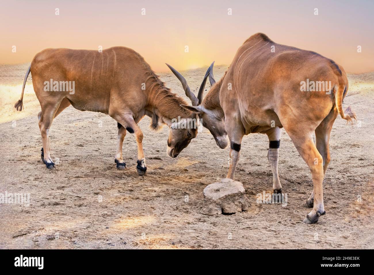 Two Eland bulls locking horns Stock Photo Alamy