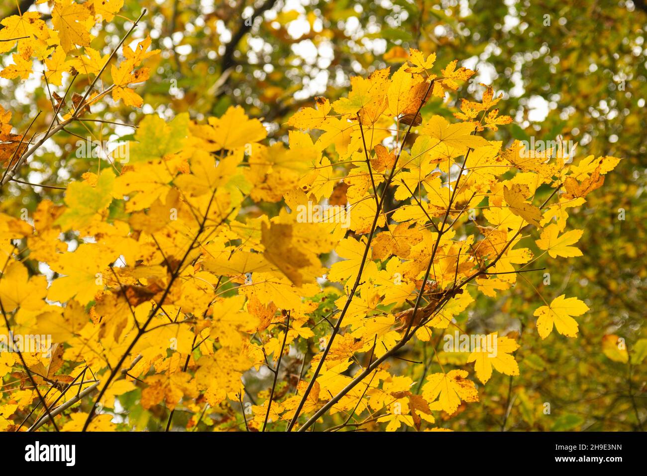 Yellow maple leaves in autumn Stock Photo