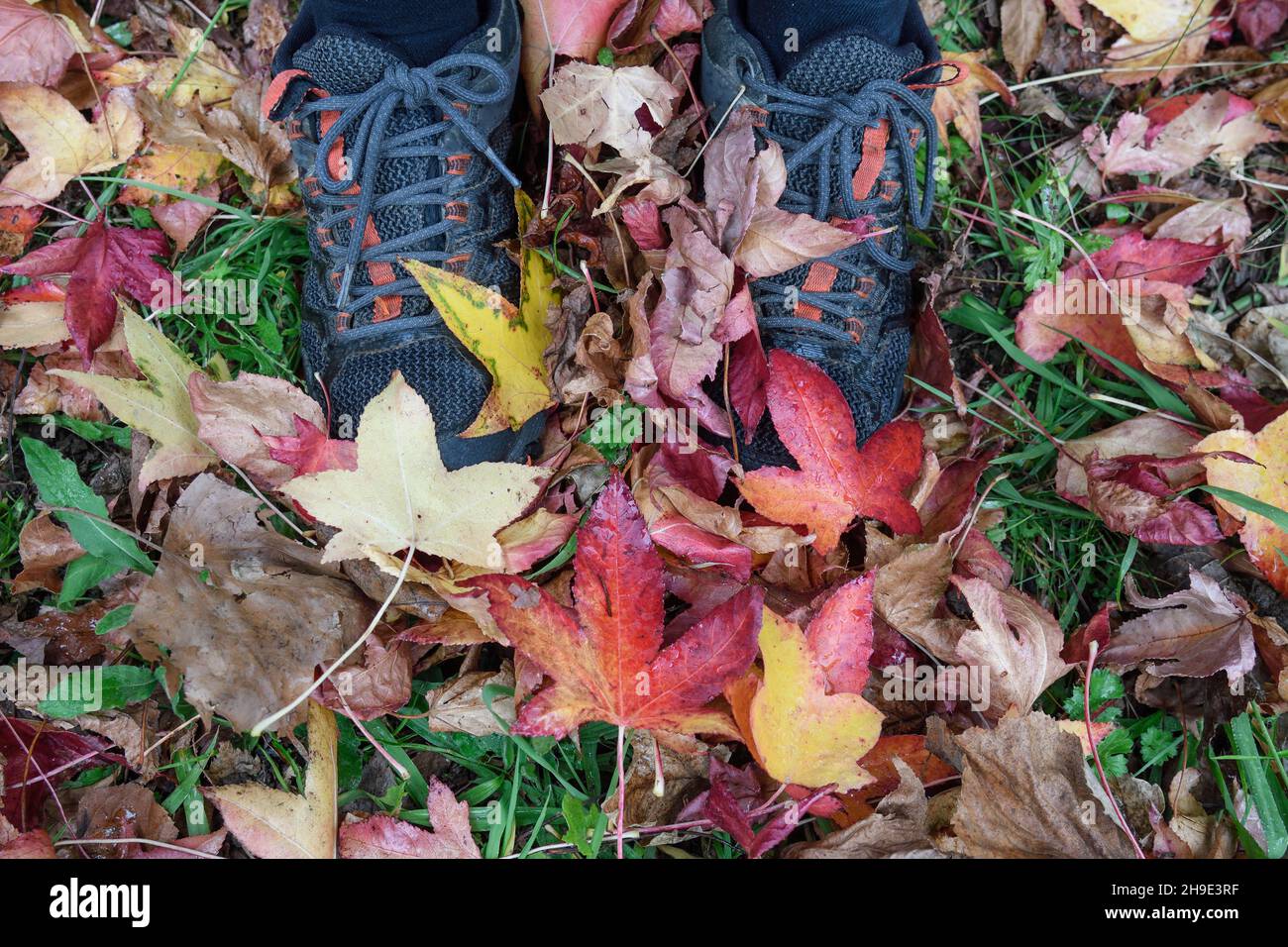 Fallen leaves with autumnal coloring Stock Photo