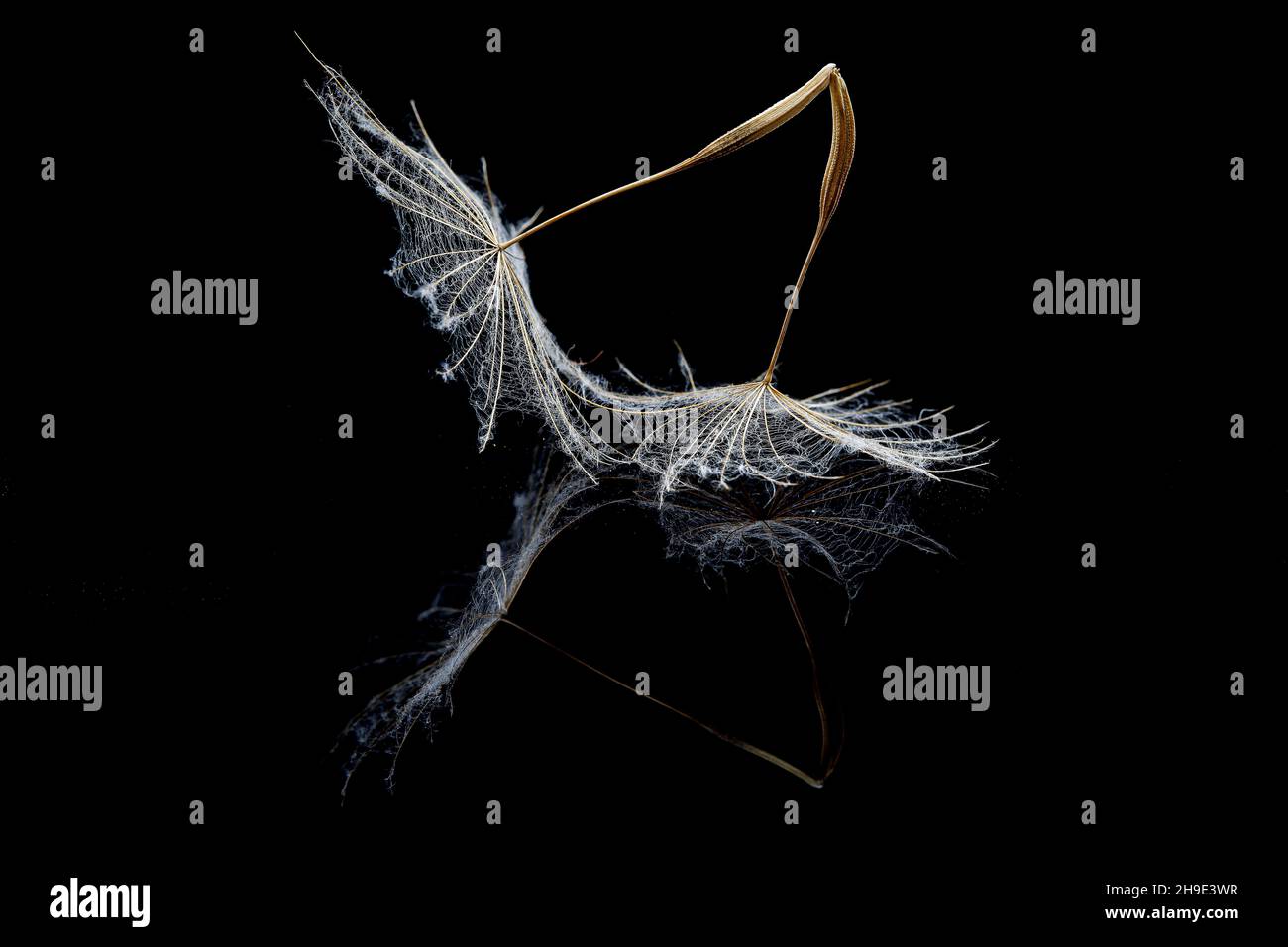 Seeds from salsify clock on black Stock Photo