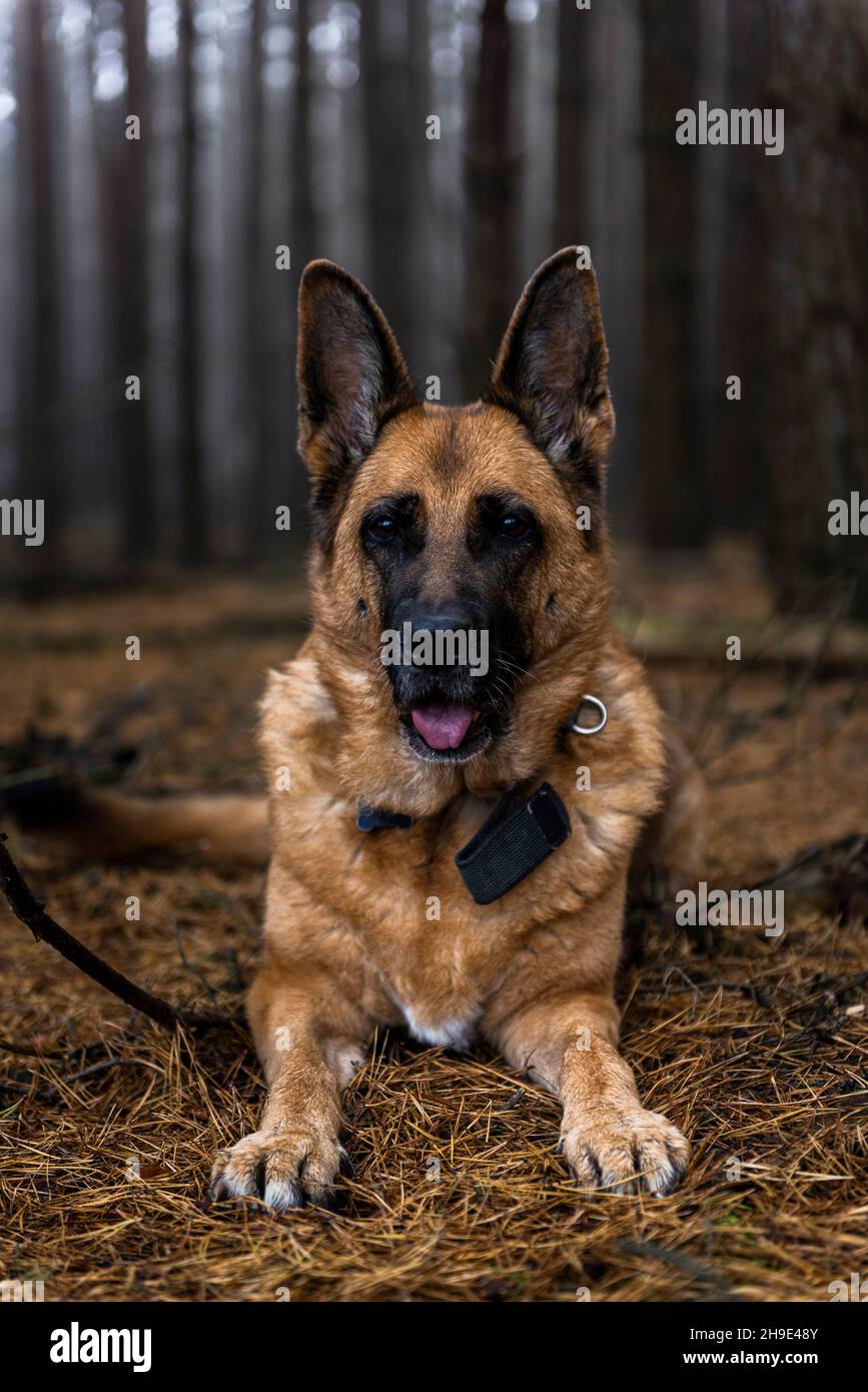 Senior Dog German Shepherd Portrait in Forest Stock Photo Alamy