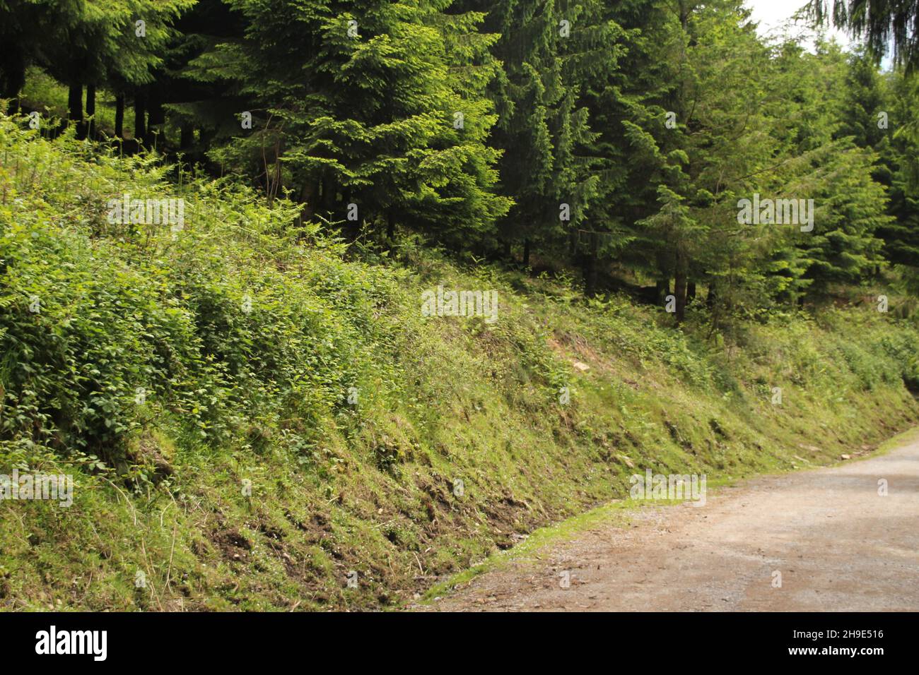 Beautiful shot of a pathway in a forest during the day Stock Photo - Alamy
