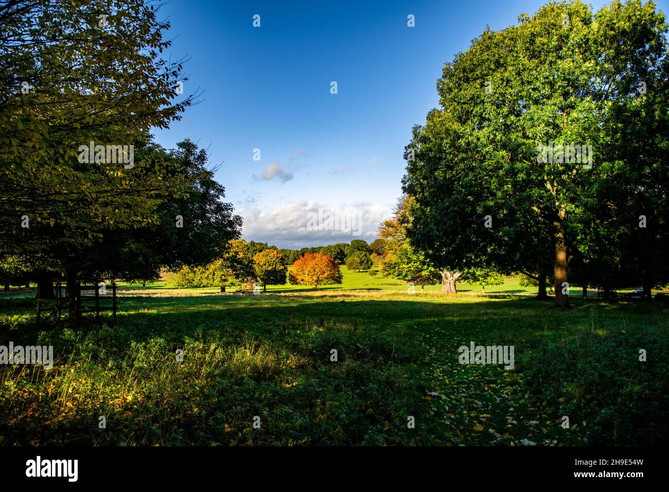 Beautiful view of the park with trees and the sky with puffy clouds ...