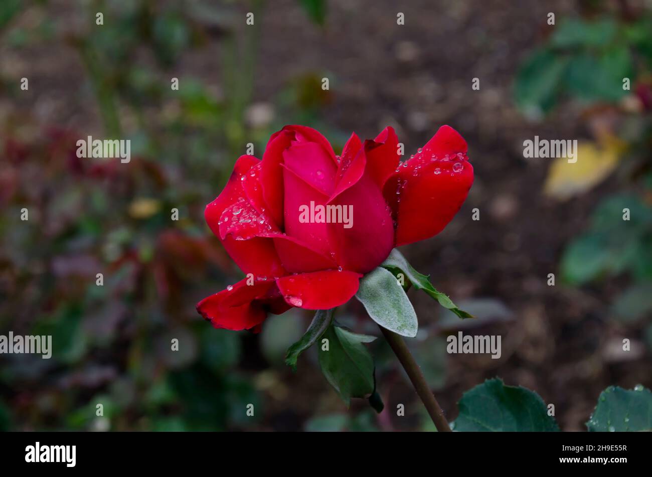 Flowering rose bush in the garden with red flowers covered with ...