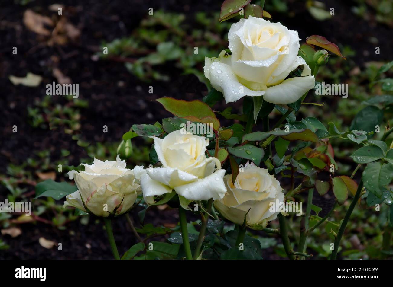 Flowering rose bush in the garden with white flowers covered with ...