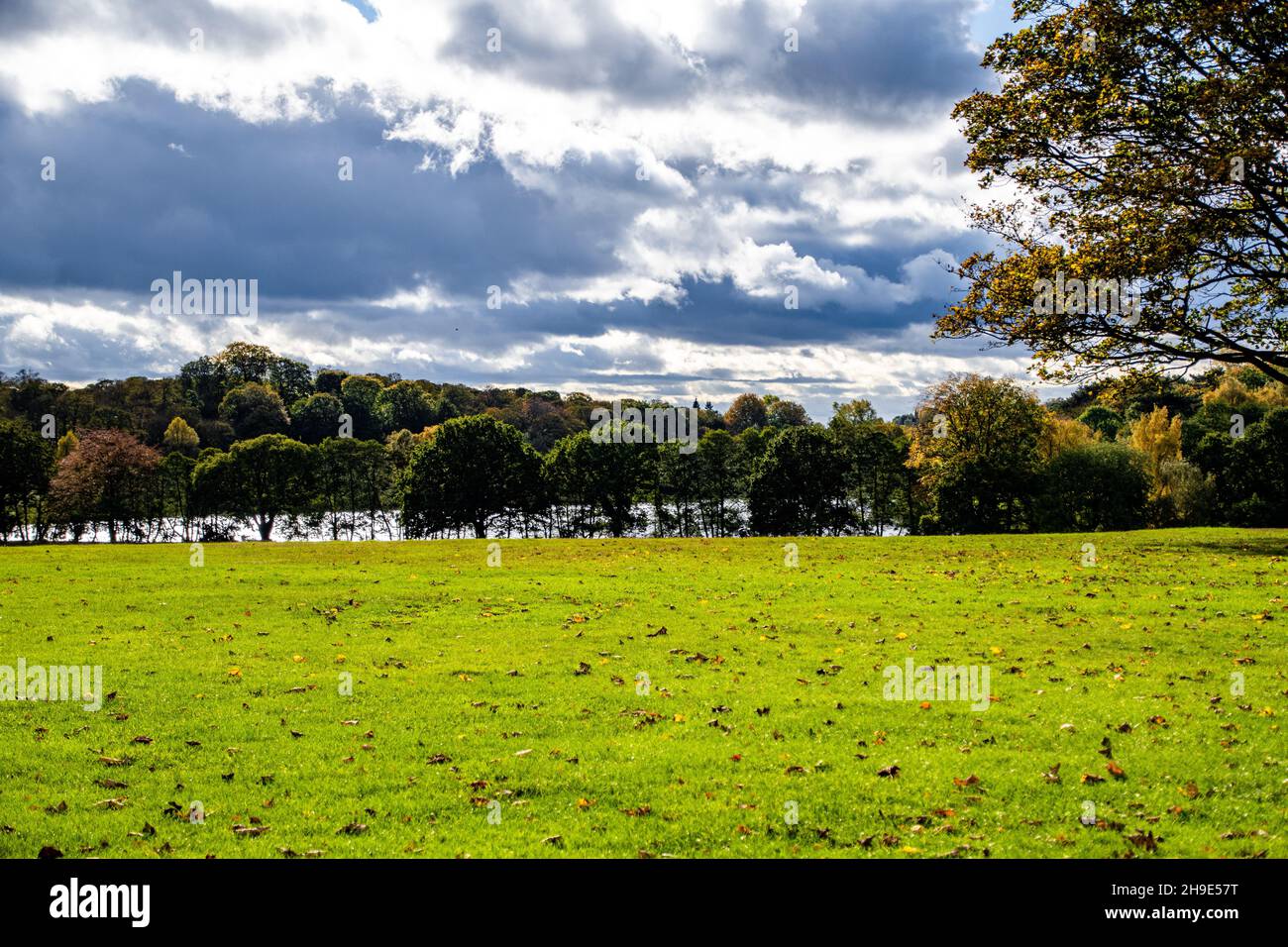 Beautiful view of the park with trees and the sky with puffy clouds ...