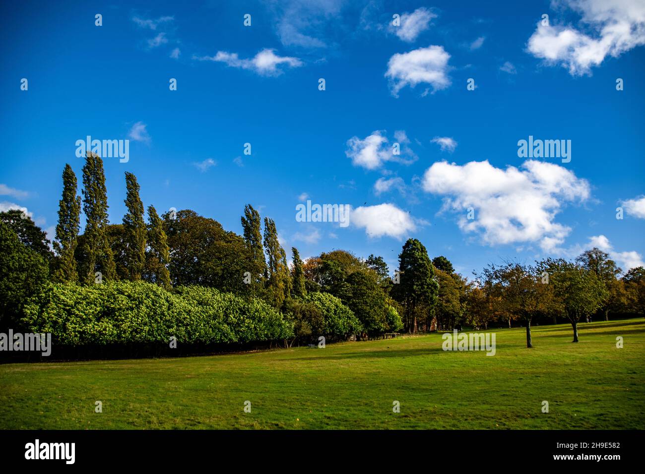 Beautiful view of the park with trees and the sky with puffy clouds ...