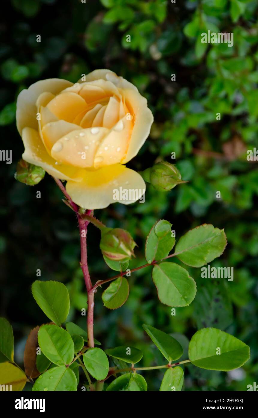 Rose bush and garden hi-res stock photography and images - Alamy