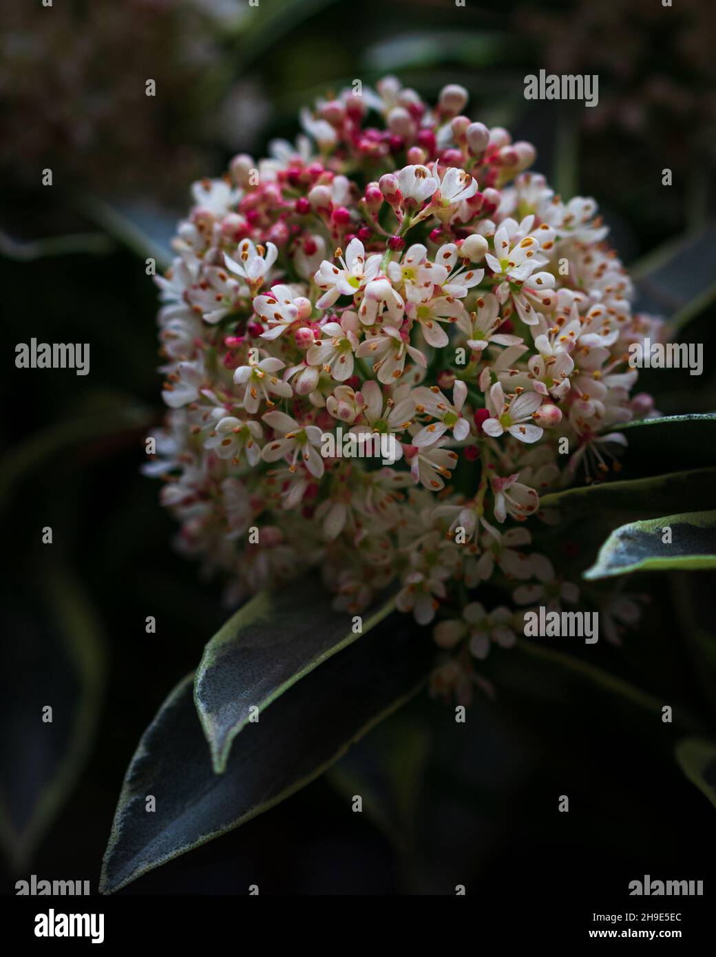 Closeup of scented spring flowers of the compact evergreen Skimmia japonica bush Stock Photo