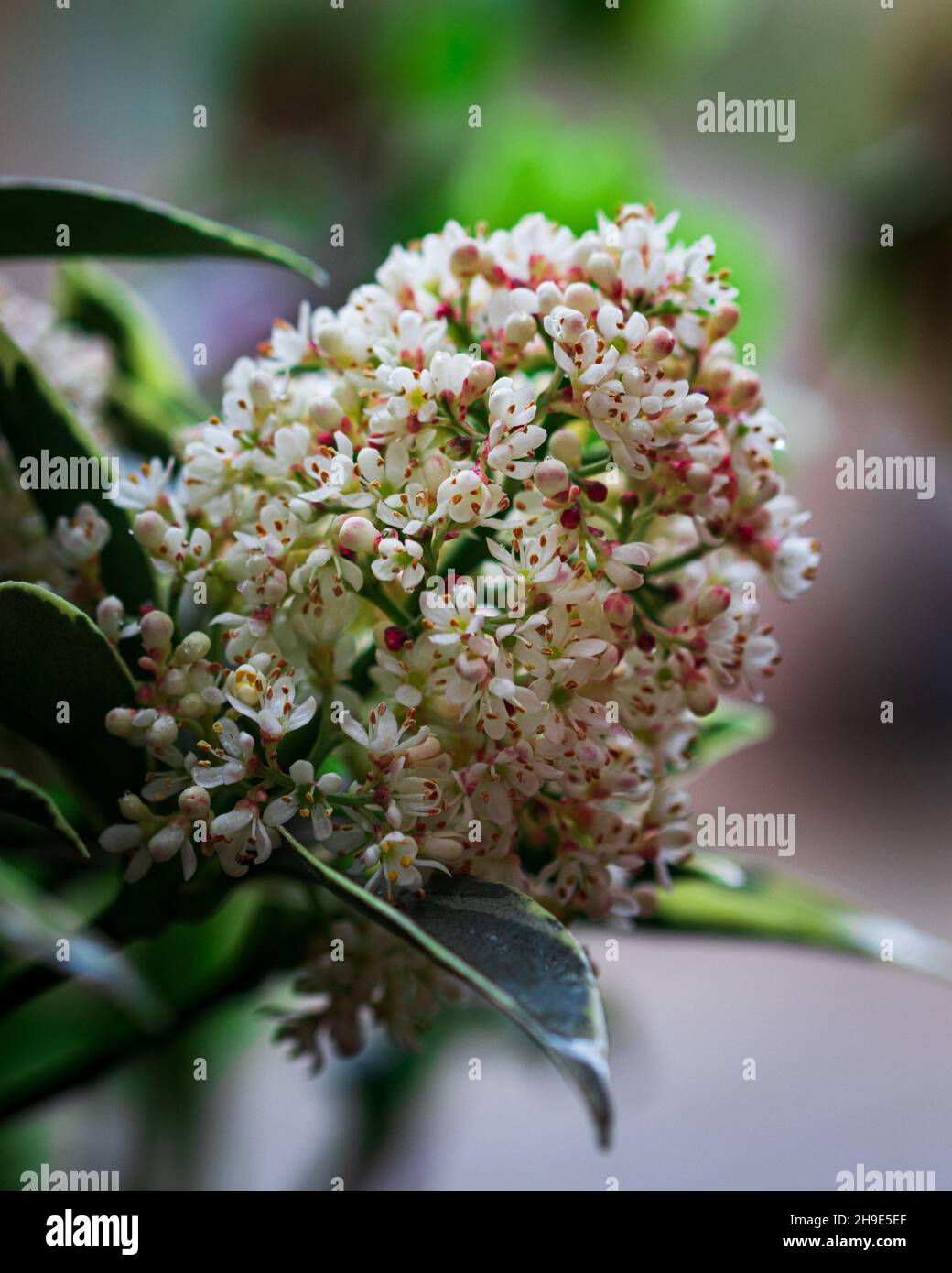 Closeup of scented spring flowers of the compact evergreen Skimmia japonica bush Stock Photo