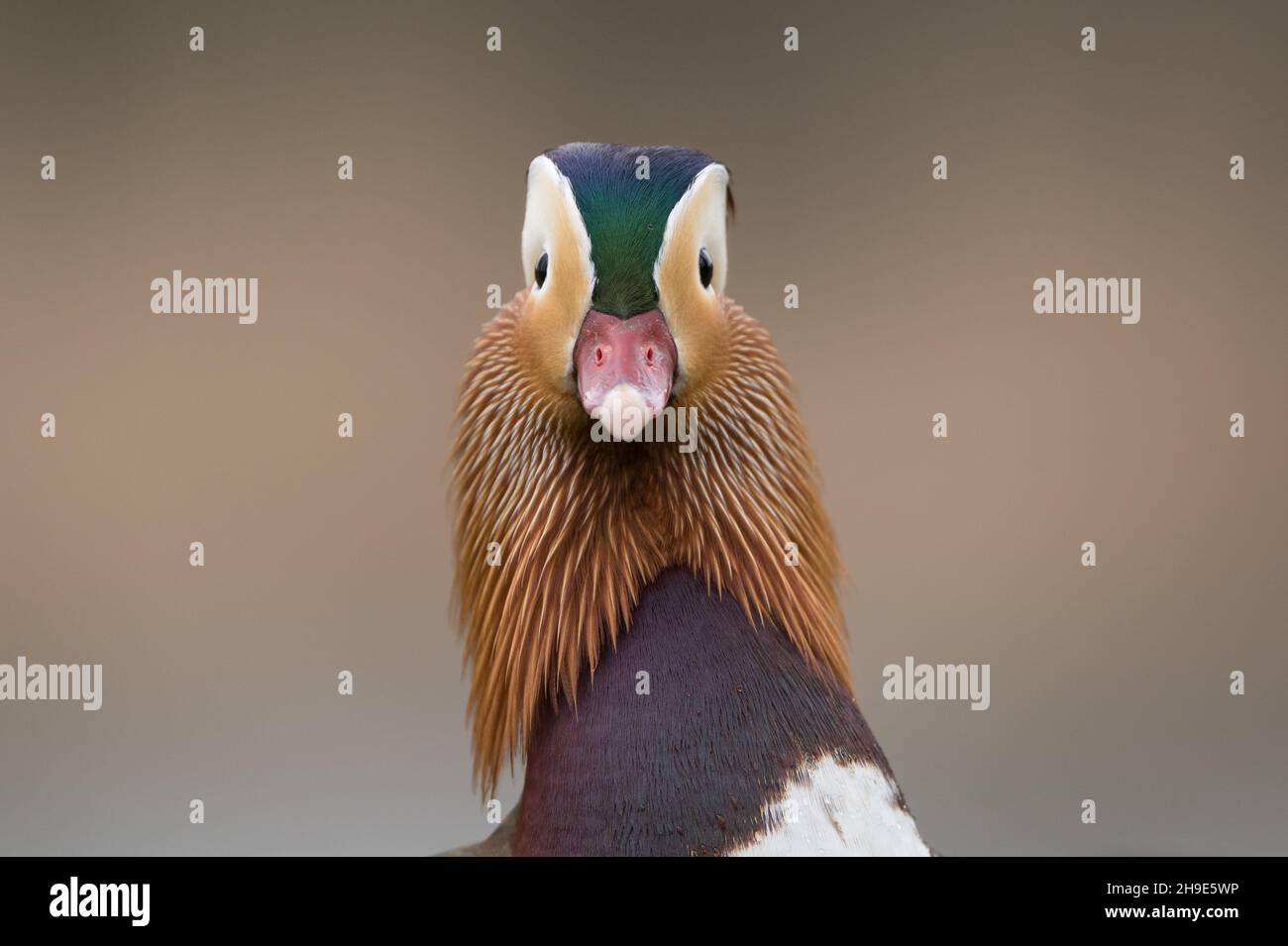 Male Mandarin duck (Aix galericulata) head frontal shot. Exceptional orange feathers. Blurred brown background. Stock Photo