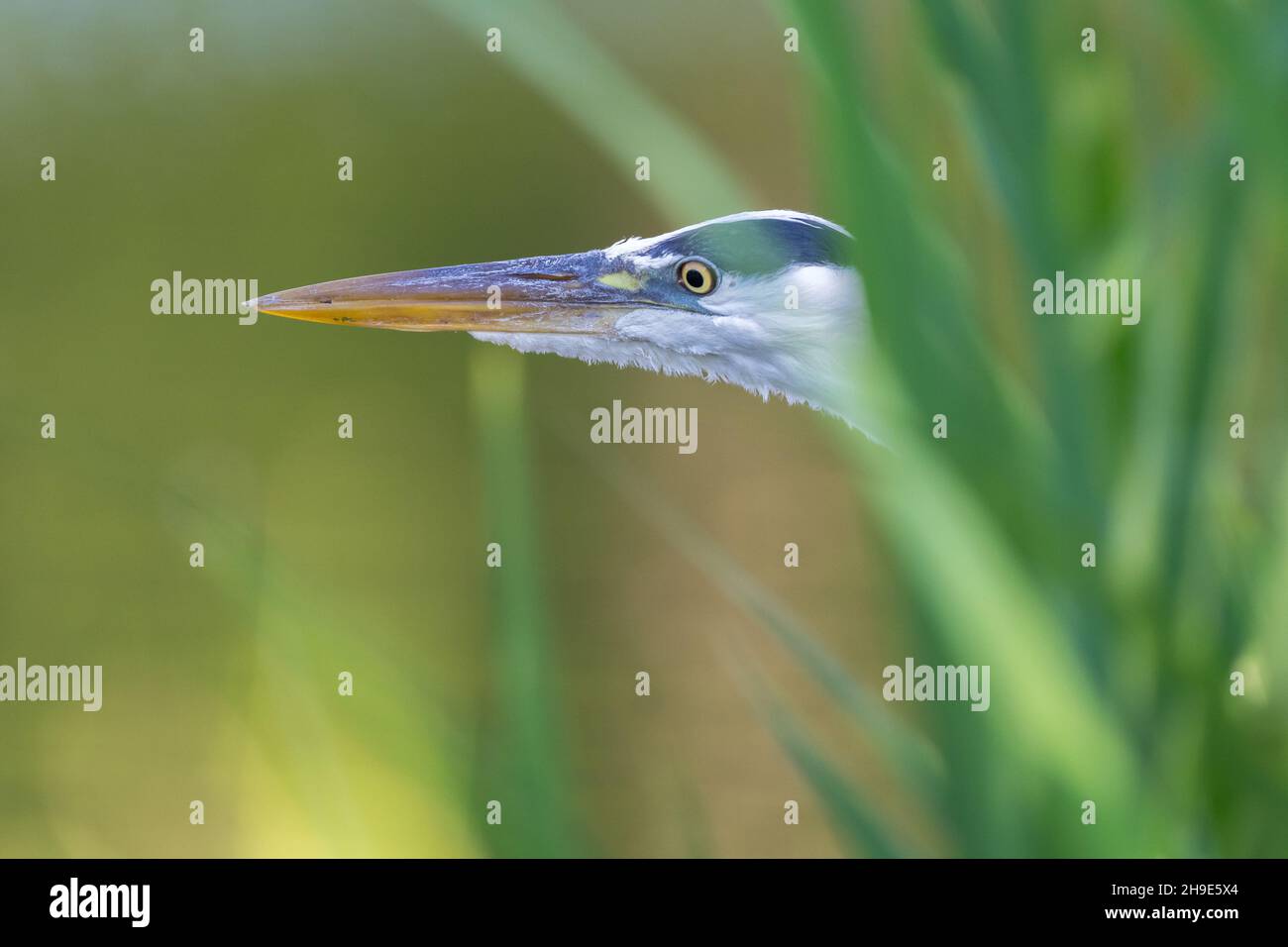 Grey heron (Ardea cinerea) sneaks through reed. Stock Photo