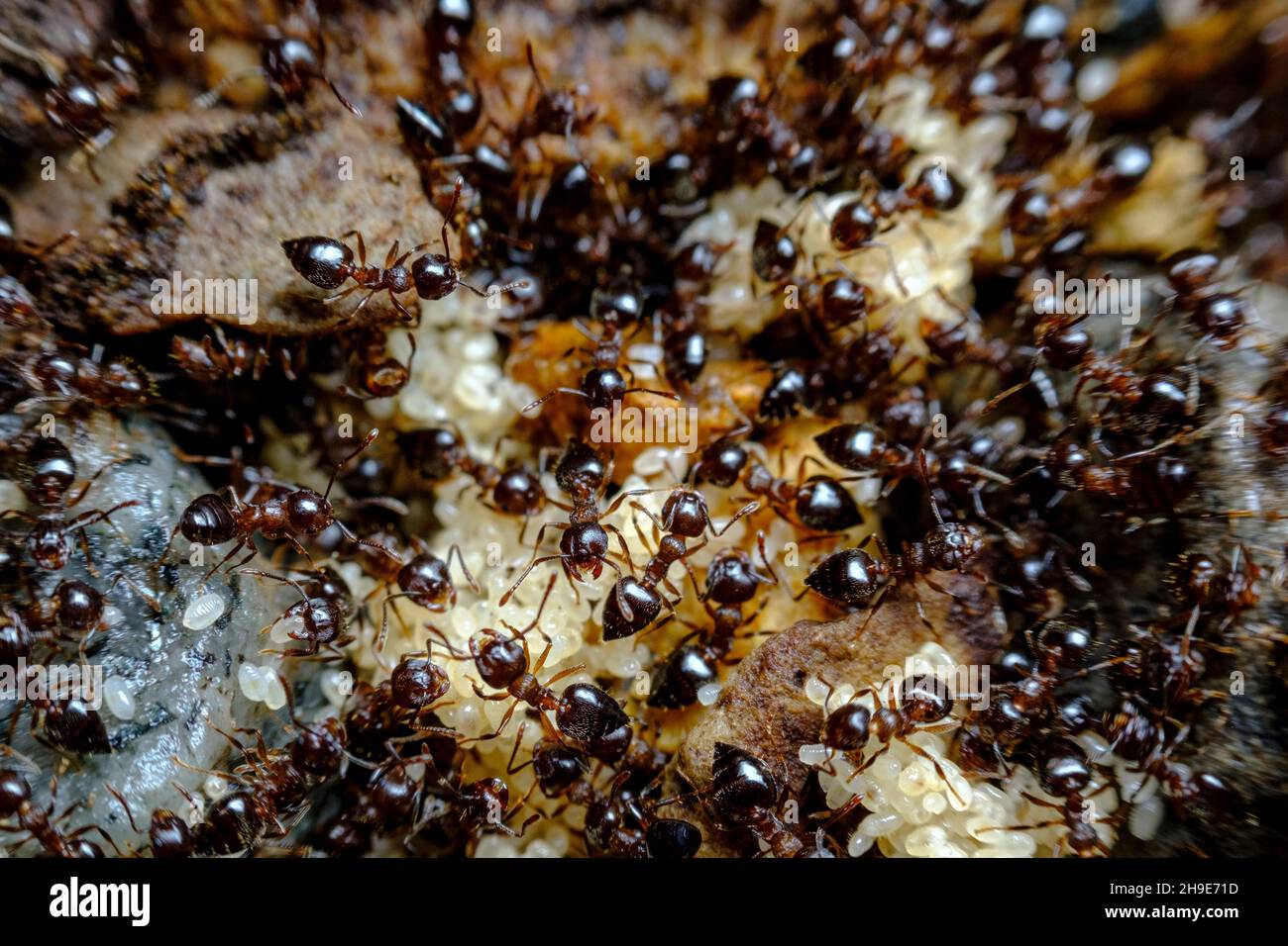 Huge pile of pesky sidewalk ants in closeup macro Stock Photo